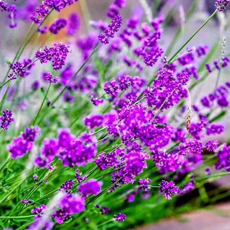 Luxury Nature Rezidence Private Wellness *